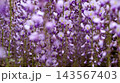 藤の花 143567403