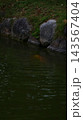 公園の鯉 143567404