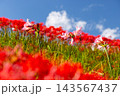 茨城県常陸太田市新宿町　源氏川土手を赤く染める曼珠沙華（彼岸花）に囲まれたピンクのナツズイセン 143567437