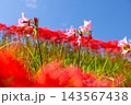 茨城県常陸太田市新宿町　源氏川土手を赤く染める曼珠沙華（彼岸花）に囲まれたピンクのナツズイセン 143567438