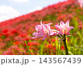 茨城県常陸太田市新宿町　源氏川土手を赤く染める曼珠沙華（彼岸花）に囲まれたピンクのナツズイセン 143567439