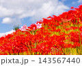 茨城県常陸太田市新宿町　源氏川土手を赤く染める曼珠沙華（彼岸花）に囲まれたピンクのナツズイセン 143567440