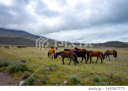 Wild horses grazing on the slopes of Cotopaxi Volcano, Ecuador 143567773
