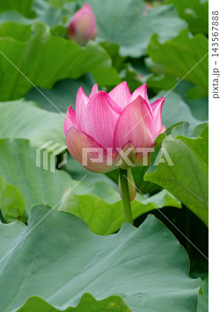 緑の蓮の葉に囲まれて美しく咲き始めるピンクの蓮の花 緑の蓮の葉に囲まれて美しく咲き始めるピンクの蓮の花 143567888