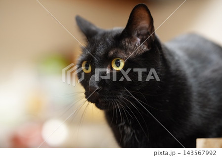 獲物を見つめる黒猫 獲物を見つめる黒猫 143567992