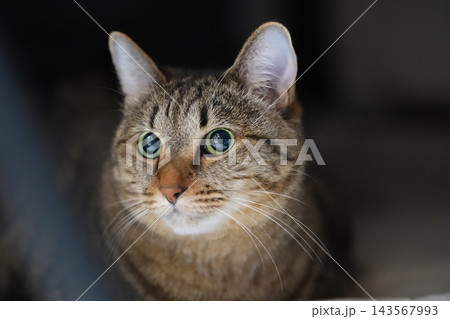 見つめる猫 143567993