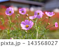 茨城県常陸太田市新宿町　源氏川土手を赤く染める曼珠沙華（彼岸花）に囲まれたピンクのコスモス 143568027