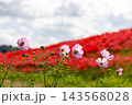 茨城県常陸太田市新宿町　源氏川土手を赤く染める曼珠沙華（彼岸花）に囲まれたピンクのコスモス 143568028