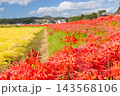 茨城県常陸太田市新宿町　源氏川土手の斜面を真っ赤に染める満開の曼珠沙華（彼岸花）群生 143568106