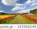 茨城県常陸太田市新宿町　源氏川土手の道に沿って続く満開の曼珠沙華（彼岸花）群生 143568248