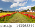 茨城県常陸太田市新宿町　源氏川土手の道に沿って続く満開の曼珠沙華（彼岸花）群生 143568249