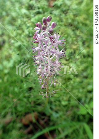 ツルボ (秋田市仁別植物園・260831) ツルボ (秋田市仁別植物園・260831) 143569168