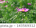 秋の野原に咲くピンクのコスモスの花 143569312
