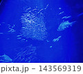 大水槽の世界 143569319
