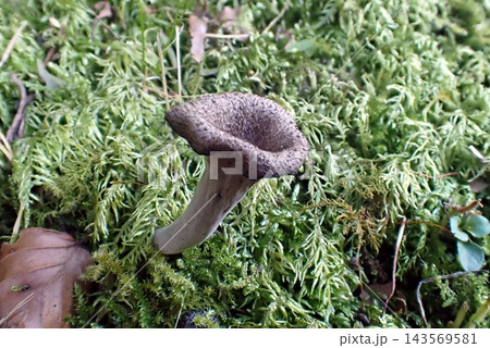 クロラッパタケ (260930・秋田市仁別植物園) クロラッパタケ (260930・秋田市仁別植物園) 143569581