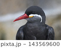 インカアジサシ 143569600
