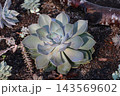 多肉植物の寄せ植え 143569602