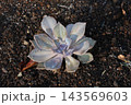 多肉植物 143569603