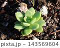 多肉植物の寄せ植え 143569604