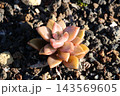 多肉植物 143569605