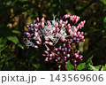 フジバカマの花 143569606