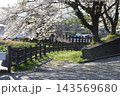 桜の並木道 143569680