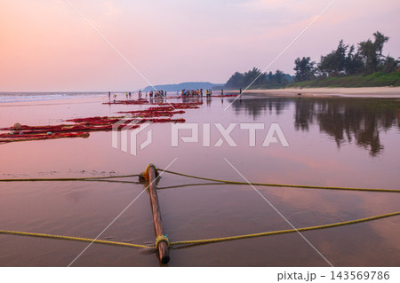 Indian fishermen select their catch of fish from nets. Life of traditional fishermen. Indian fishermen select their catch of fish from nets. Life of traditional fishermen. 143569786