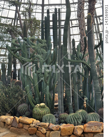 Tall Cacti Growing Inside a Glasshouse Botanical Conservatory Tall Cacti Growing Inside a Glasshouse Botanical Conservatory 143569931