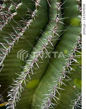 Close Up of Sharp Spines on Green Cactus Ribs Close Up of Sharp Spines on Green Cactus Ribs 143569936