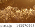 夕日に照らされるススキ 143570598