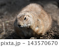 オグロプレーリードッグ 143570670