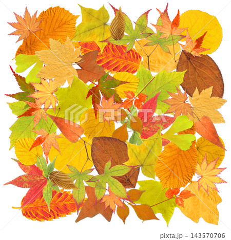 色づく紅葉がいっぱいの、秋色の切抜きフレーム 色づく紅葉がいっぱいの、秋色の切抜きフレーム 143570706