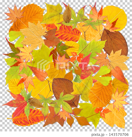色づく紅葉がいっぱいの、秋色の切抜きフレーム 色づく紅葉がいっぱいの、秋色の切抜きフレーム 143570706