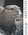 コツメカワウソ 143570743