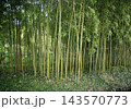 ジベルニー　モネの庭　モネの池 143570773