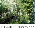 ジベルニー　モネの庭　モネの池 143570775