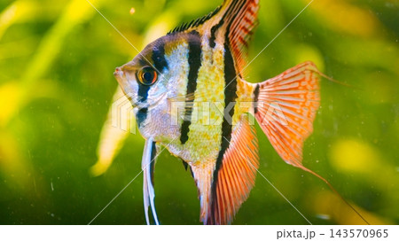 Angelfish swimming in a tropical aquarium with green plants Angelfish swimming in a tropical aquarium with green plants 143570965