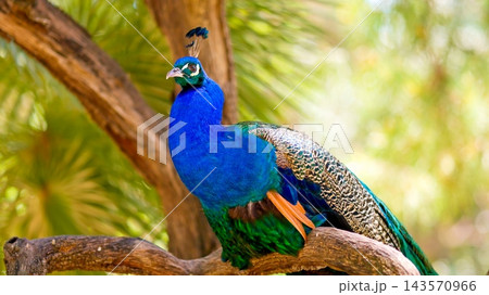 Blue peacock perching on tree branch in forest 143570966