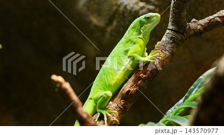 Fijian banded iguana climbing tropical tree branch in nature 143570977