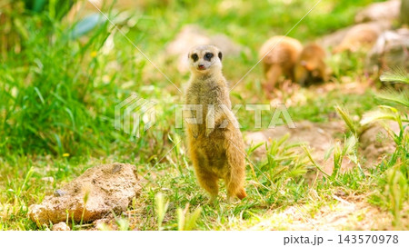 Alert meerkat standing vigilant on hind legs in grass 143570978