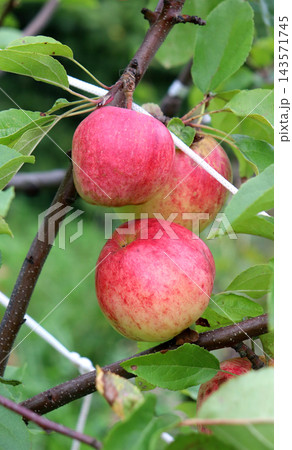 Three ripening red Podarok Grafskogo apples on an apple tree branch in a garden 143571745