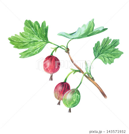 Watercolor gooseberry branch with ripe red and green berries, leaves. Hand drawn botanical illustration isolated on. Realistic detailed art 143571932