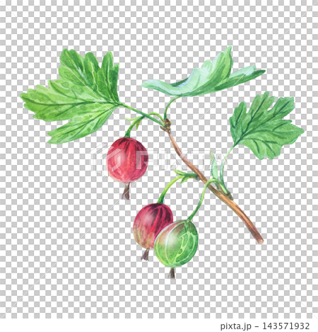 Watercolor gooseberry branch with ripe red and green berries, leaves. Hand drawn botanical illustration isolated on. Realistic detailed art 143571932