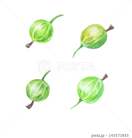 Watercolor green gooseberry berries set with stems. Isolated hand drawn botanical illustration. Detailed realistic drawing Watercolor green gooseberry berries set with stems. Isolated hand drawn botanical illustration. Detailed realistic drawing 143571933