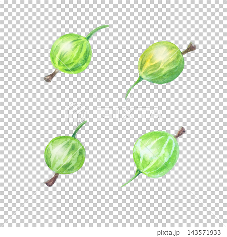 Watercolor green gooseberry berries set with stems. Isolated hand drawn botanical illustration. Detailed realistic drawing Watercolor green gooseberry berries set with stems. Isolated hand drawn botanical illustration. Detailed realistic drawing 143571933