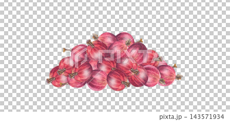 Lush watercolor red gooseberry heap composition. Isolated botanical fruit pile illustration for jam label, sweet dessert packaging art and organic food branding Lush watercolor red gooseberry heap composition. Isolated botanical fruit pile illustration for jam label, sweet dessert packaging art and organic food branding 143571934