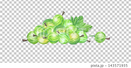 Lush watercolor green gooseberry heap composition with leaves. Isolated botanical fruit pile illustration for tea label, organic food packaging art and dessert branding Lush watercolor green gooseberry heap composition with leaves. Isolated botanical fruit pile illustration for tea label, organic food packaging art and dessert branding 143571935