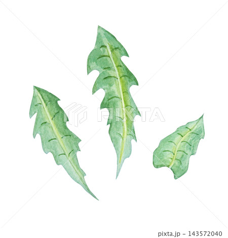 Watercolor chicory green leaves set. Hand drawn botanical illustration isolated element collection for herbal tea packaging, salad recipe and natural cosmetics. Detailed realistic drawing Watercolor chicory green leaves set. Hand drawn botanical illustration isolated element collection for herbal tea packaging, salad recipe and natural cosmetics. Detailed realistic drawing 143572040