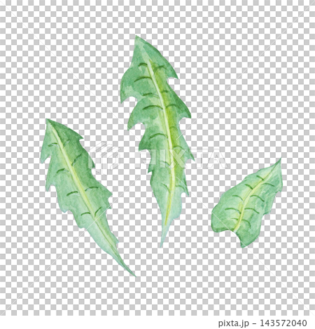 Watercolor chicory green leaves set. Hand drawn botanical illustration isolated element collection for herbal tea packaging, salad recipe and natural cosmetics. Detailed realistic drawing Watercolor chicory green leaves set. Hand drawn botanical illustration isolated element collection for herbal tea packaging, salad recipe and natural cosmetics. Detailed realistic drawing 143572040