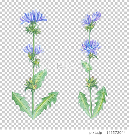 Watercolor chicory stem set with blue flowers and green leaves. Isolated element collection for tea packaging design, natural cosmetics and print. Hand drawn realistic detailed drawing Watercolor chicory stem set with blue flowers and green leaves. Isolated element collection for tea packaging design, natural cosmetics and print. Hand drawn realistic detailed drawing 143572044